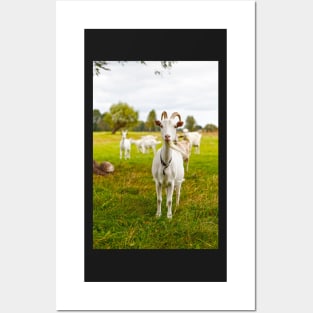 Domestic goats on green pasture Posters and Art